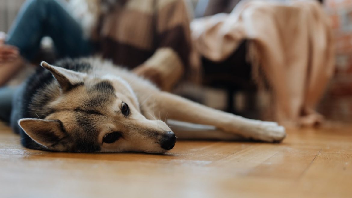 What Happens If You Sneak a Pet Into Your Rental?